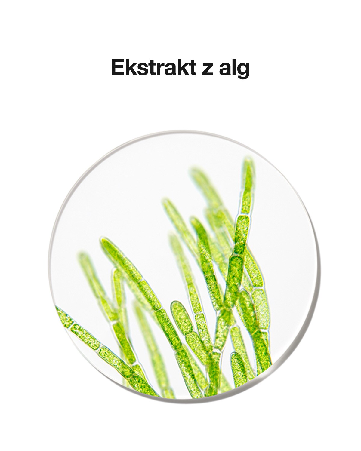 Ekstrakt z alg - składnik kremu na trądzik Anti-Blemish Solution All-Over Clearing Treatment