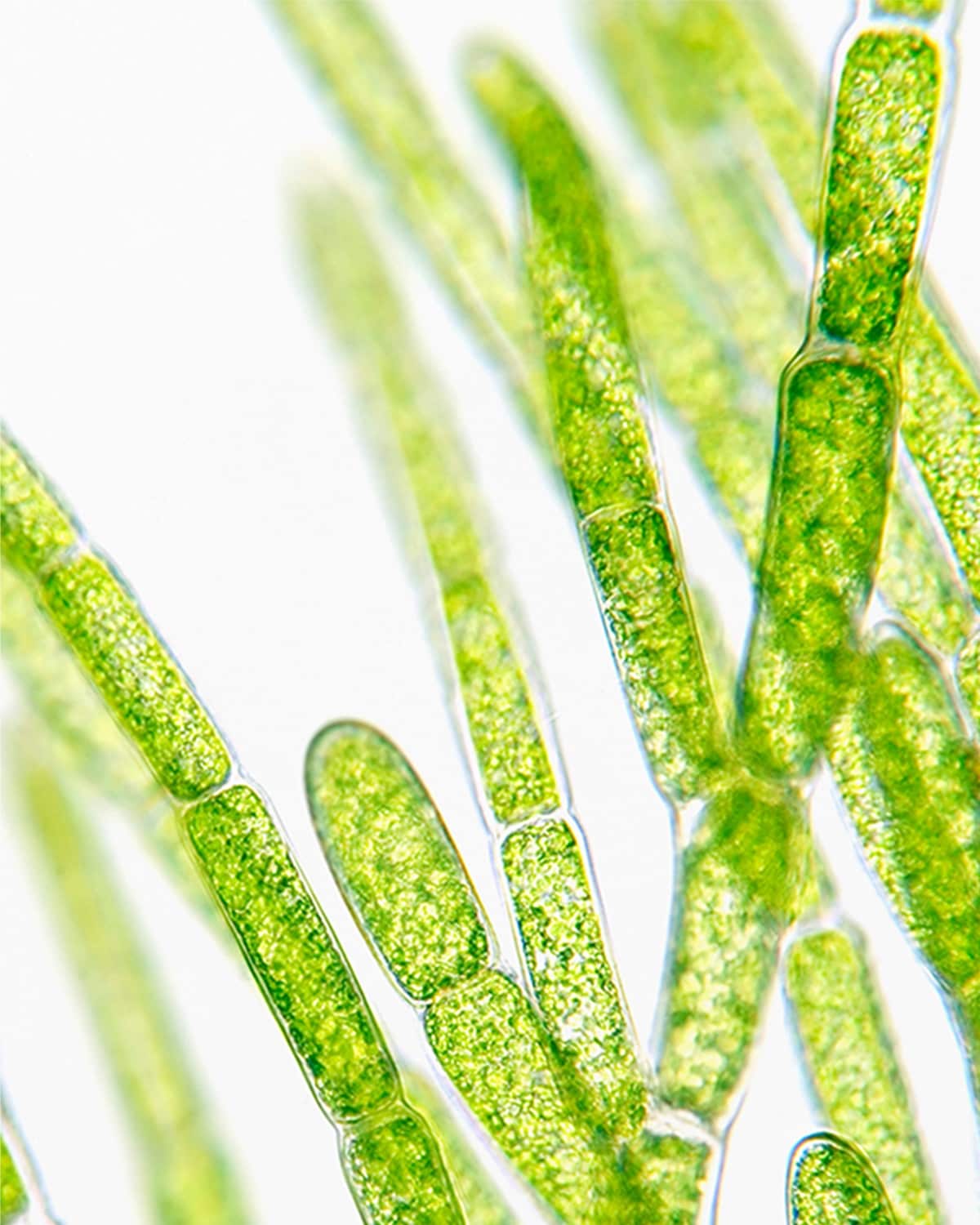 Ekstrakt z alg - składnik kremu na trądzik Anti-Blemish Solution All-Over Clearing Treatment