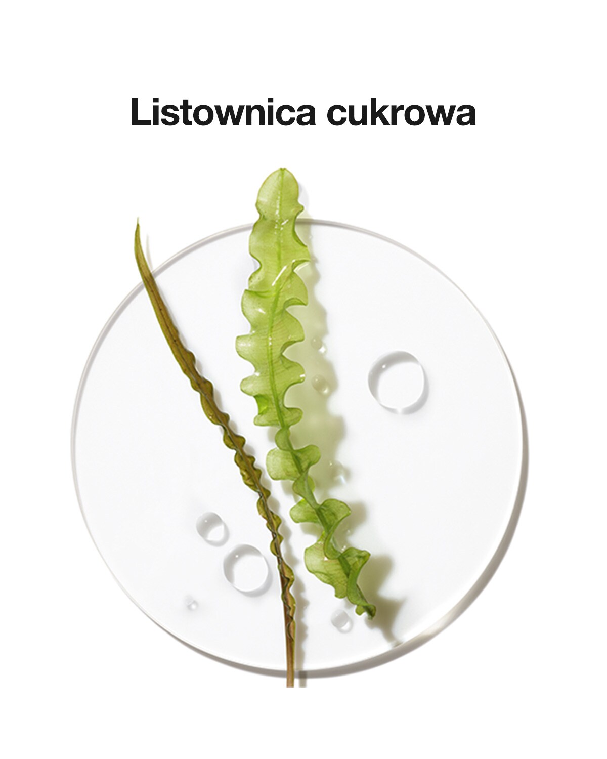 Listownica cukrowa - składnik żelu na trądzik Anti-Blemish Solution Clinical Clearing Gel