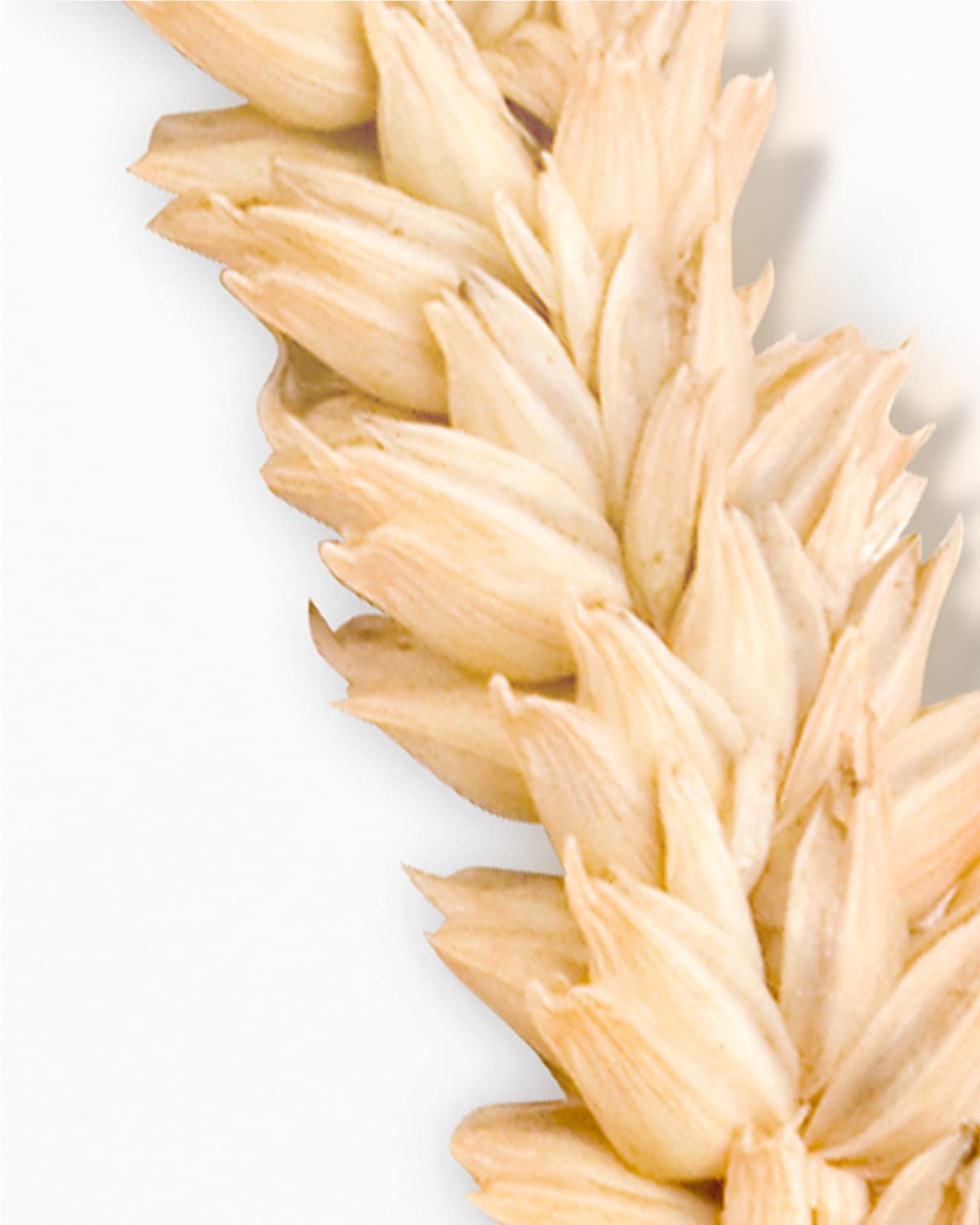 Wyciąg z nasion owsa - składnik kremu na trądzik Anti-Blemish Solution All-Over Clearing Treatment